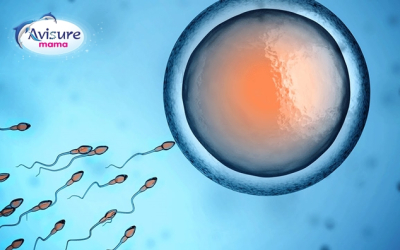 Thai nhi 3 tuần tuổi- Những triệu chứng mang thai, sự phát triển của thai nhi, thay đổi ở cơ thể người mẹ và những lời khuyên cần thiết.